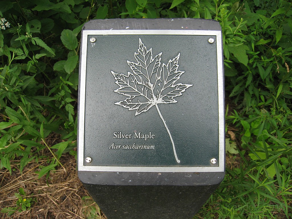 Matthaei Botanical Gardens 2010 0445.jpg - More signs along the trail showing the types of trees. I only captured a few, there are quite a few of these along the way.